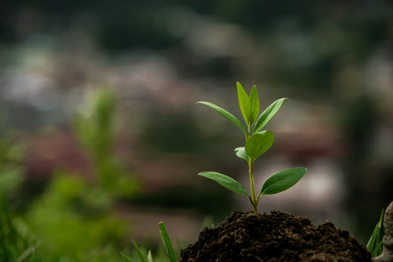 a small plant sprouting from the ground