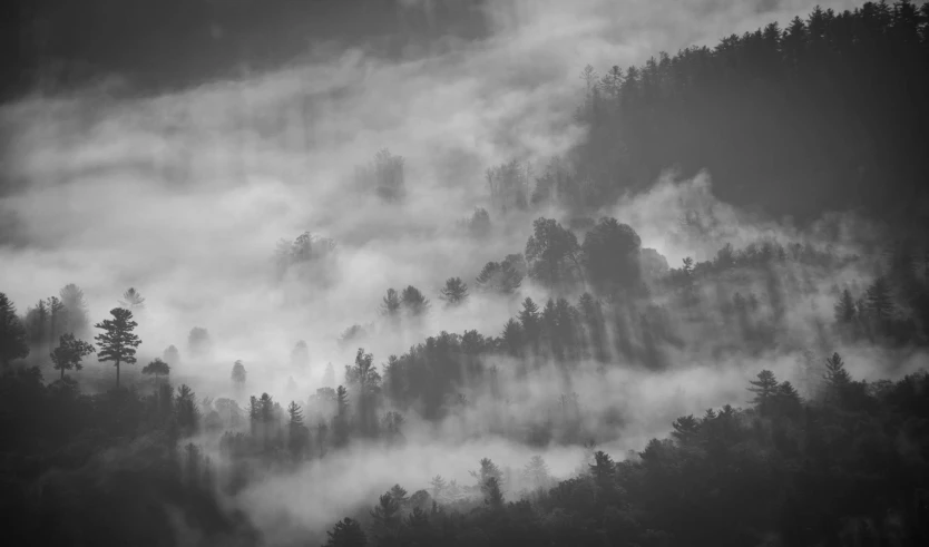 the woods are full of trees and fog