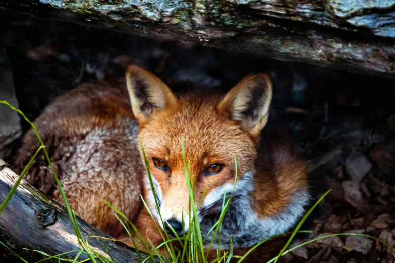 an animal laying down in the dirt under a tree