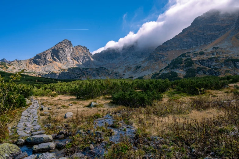 the path is covered in rocks and vegetation