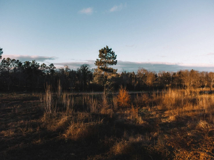 there is a tall tree next to the grass