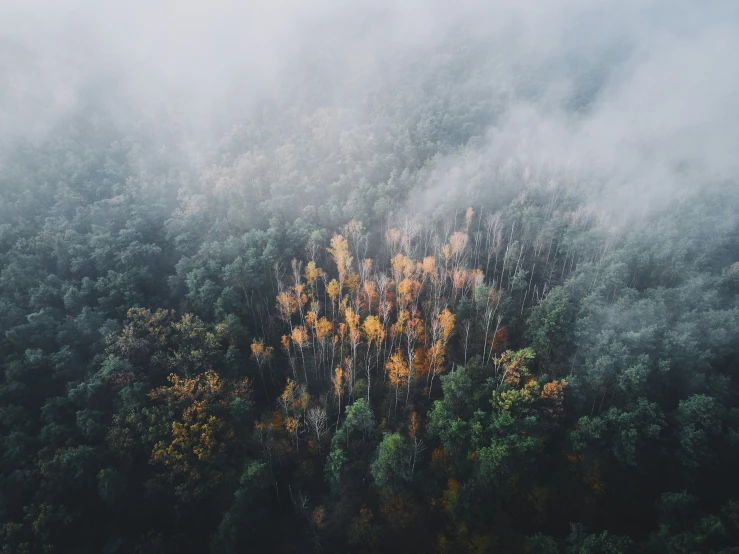 some trees that have just been colored yellow and green