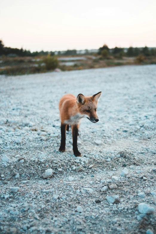 an image of a baby fox that is on the ground