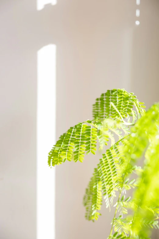 green leaves on the back of a bush