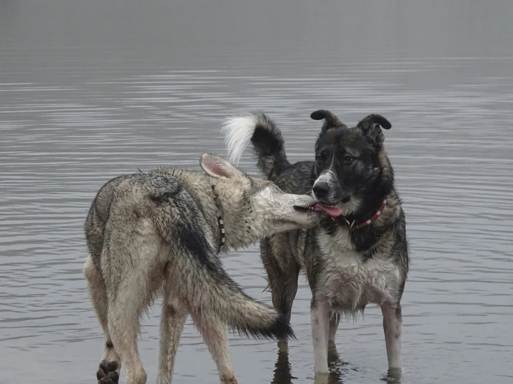 two dogs are playing in the water at the beach