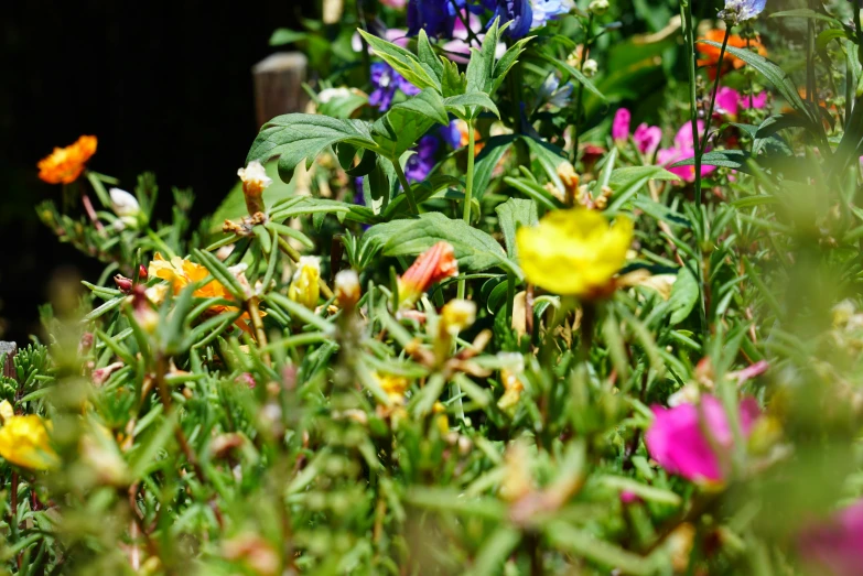 a number of small flowers growing on a large field