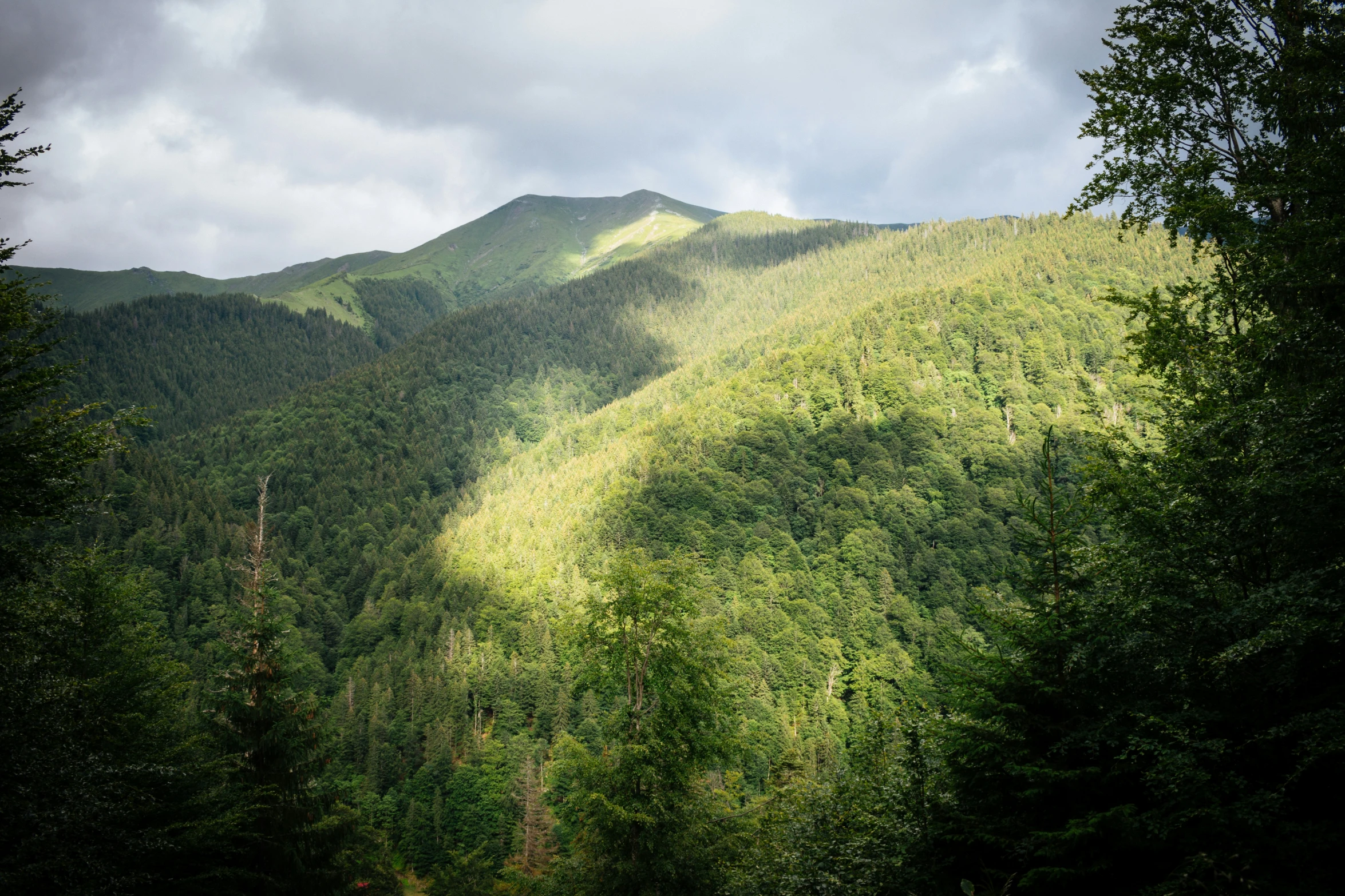 the mountains are all covered by thick, green trees