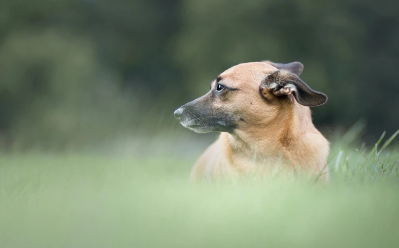 the dog is laying in the tall grass