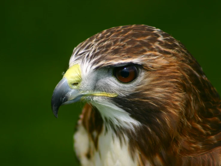 the head and chest of a large hawk