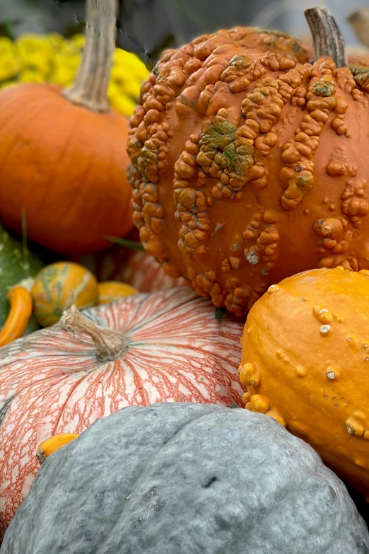 a couple of big pretty pumpkins with lots of decorations