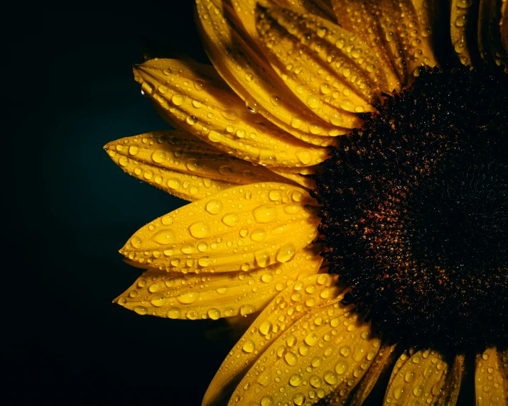 a yellow sunflower is covered in rain drops