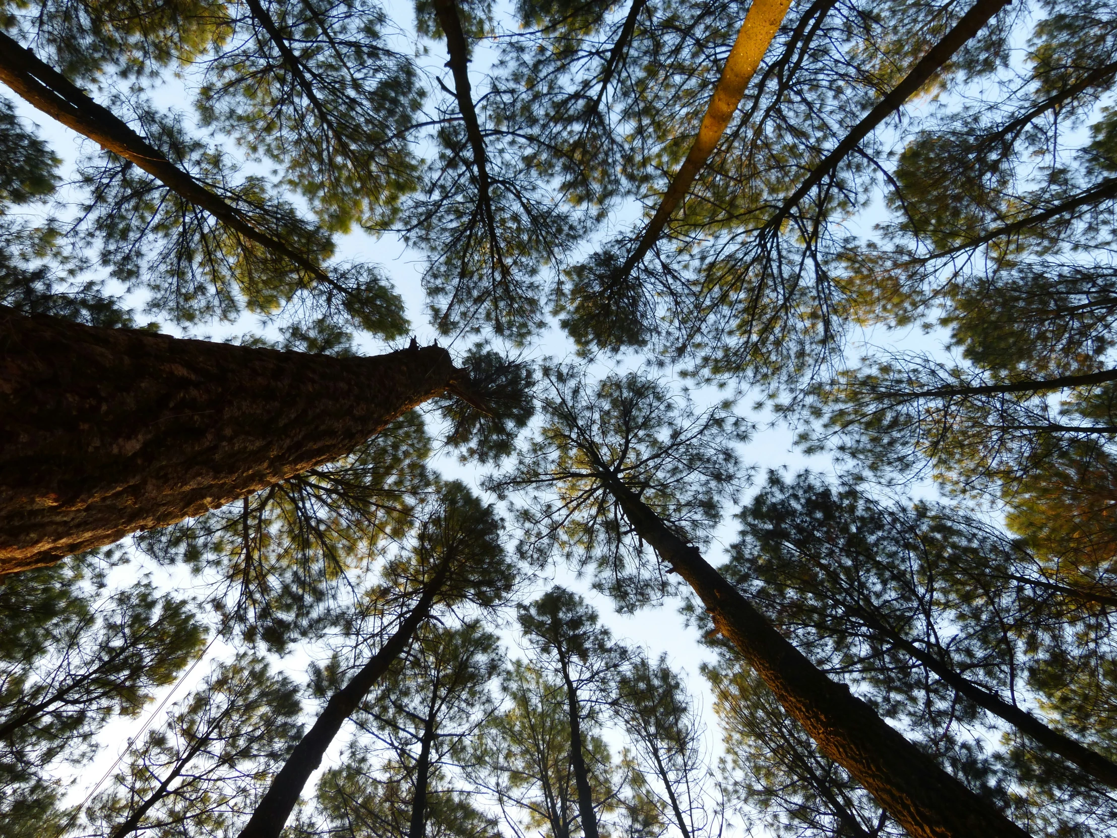 looking up into the trees in the forest