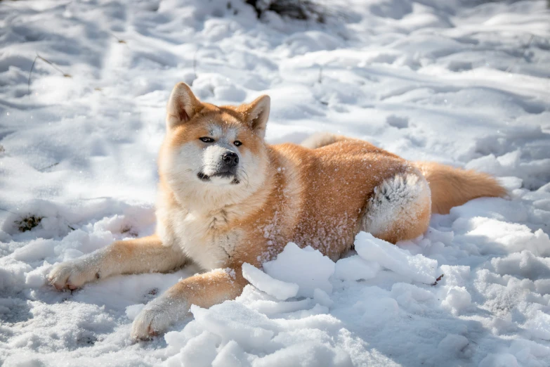 a dog laying in the snow looking straight at the camera