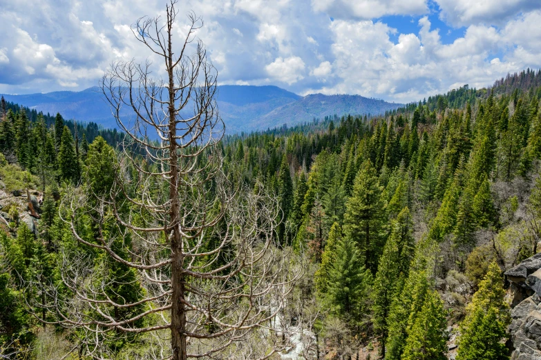 some tall trees and some bushes and some clouds