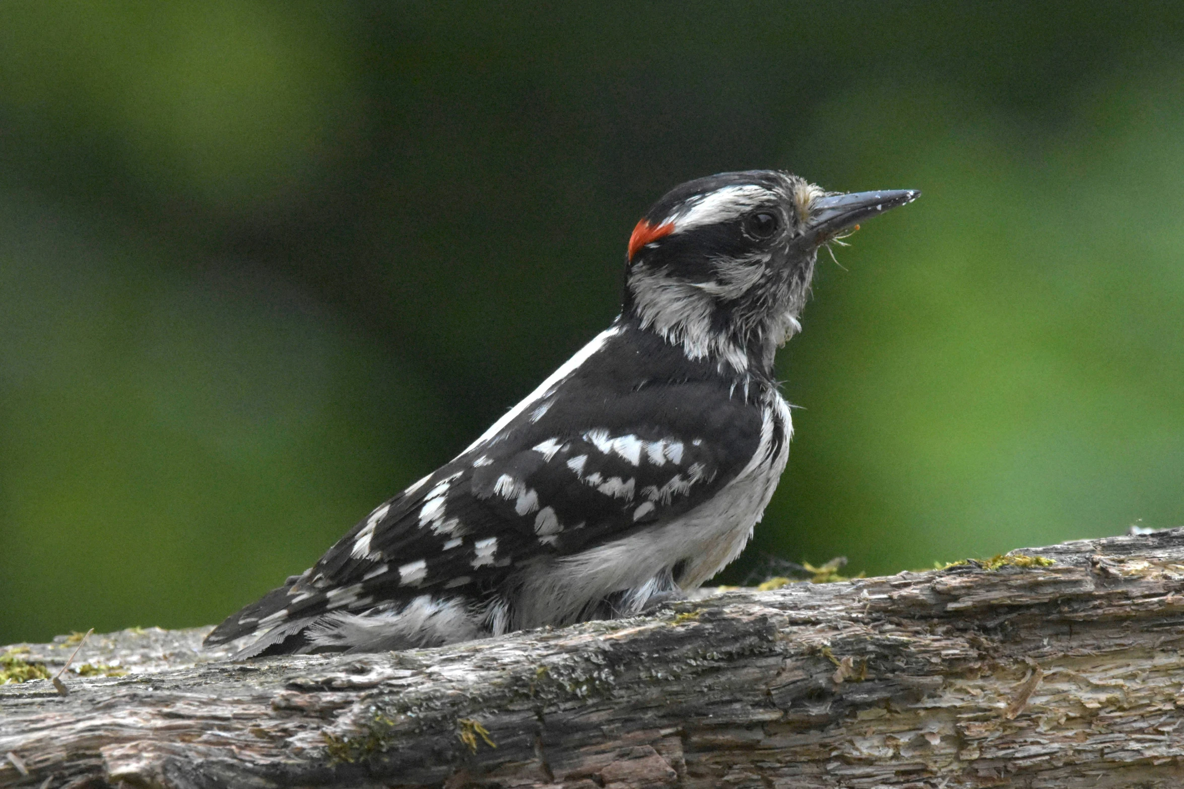 a woodpecker sitting on the side of a log