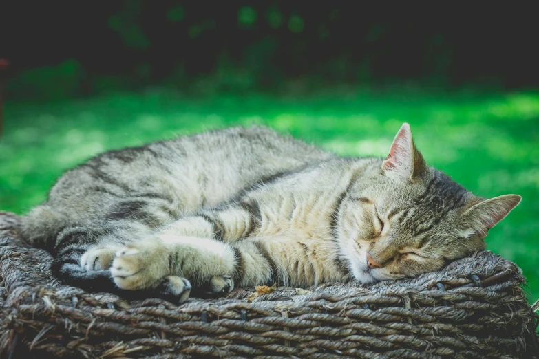 a sleeping cat on top of a woven basket