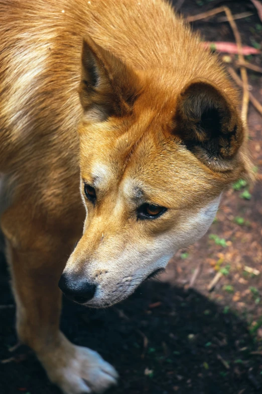 a brown dog stands on the grass staring down