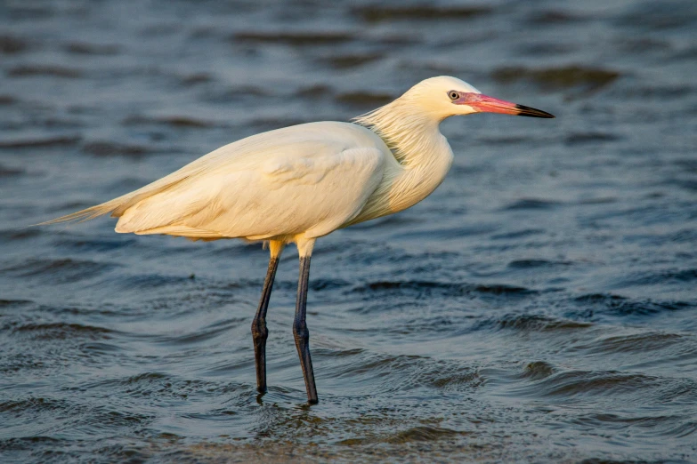 a white bird standing in some water