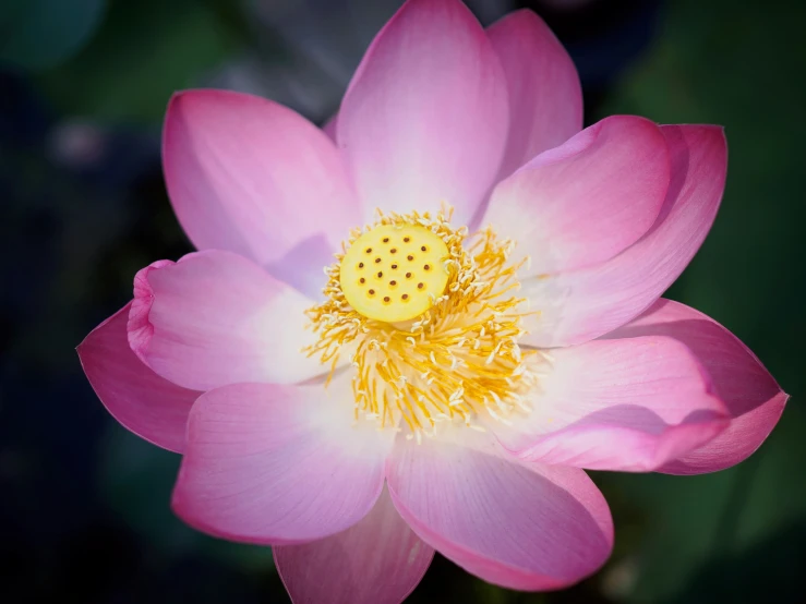 pink water lily flowers blooming inside of it