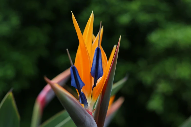 the flowers are showing blue, yellow and red