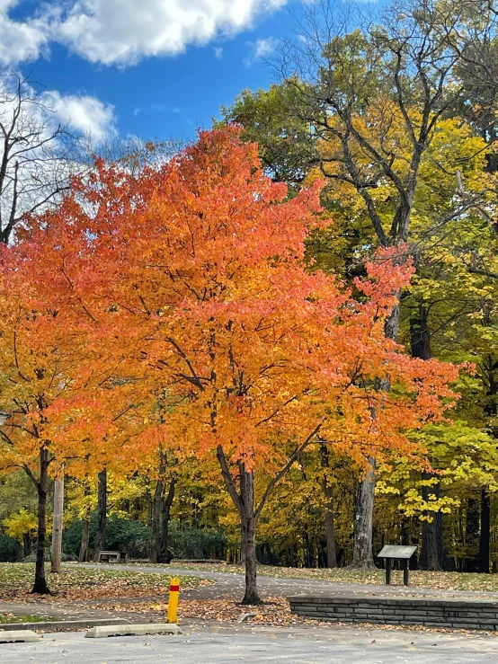 an orange tree in the middle of a park