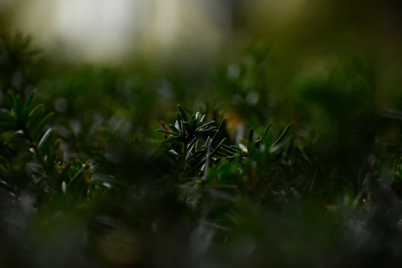 a mossy area with leaves and a bird