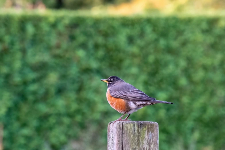 a small bird perched on top of a wooden post