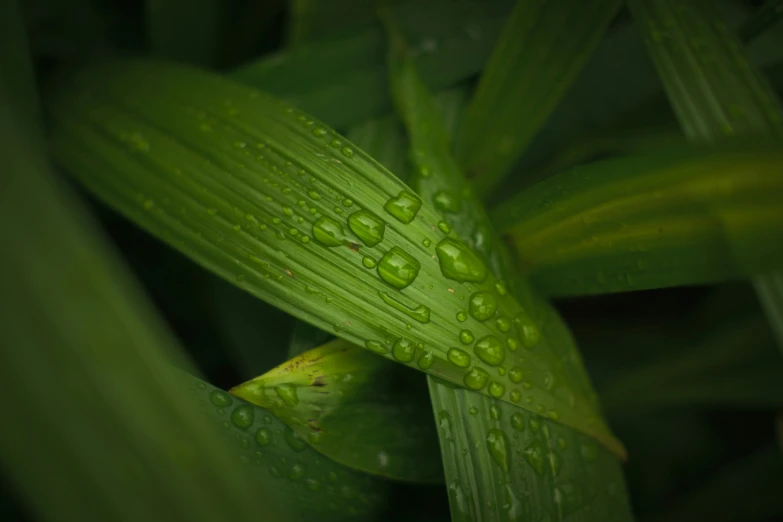 the leaves have some drops of water on them