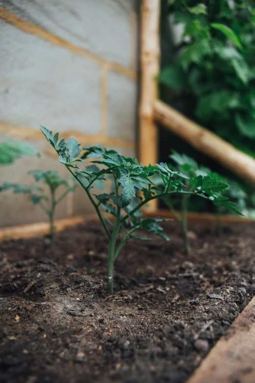 a plant growing from dirt surrounded by plants and stairs