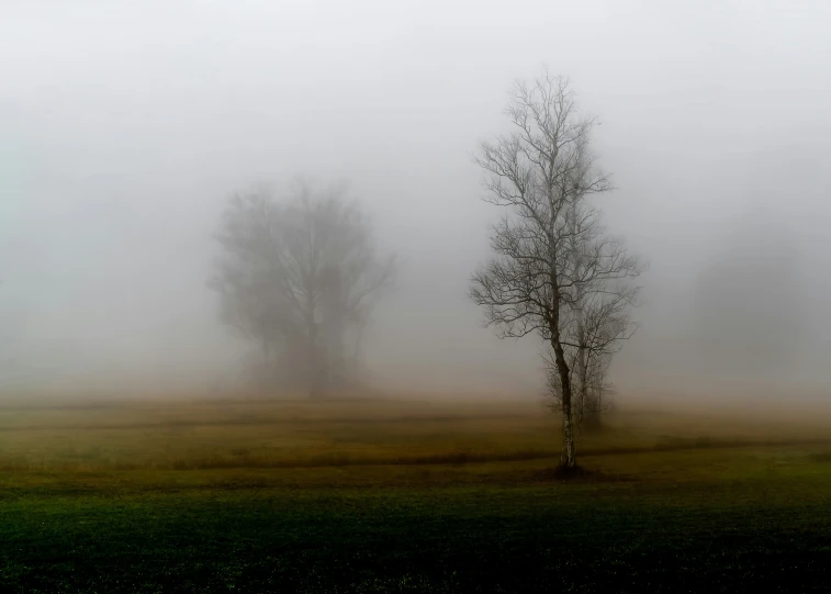 trees in the fog near a field of grass