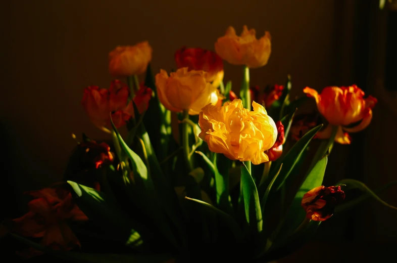 close up of many yellow flowers and leaves