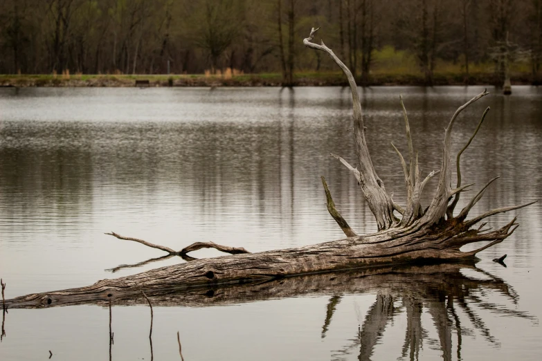 an old log in the middle of a large body of water