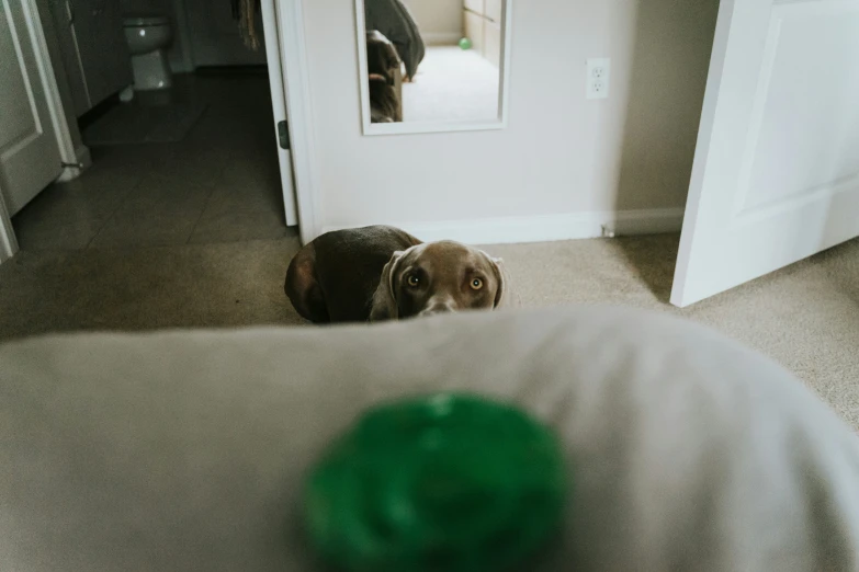 there is a dog sitting next to the door