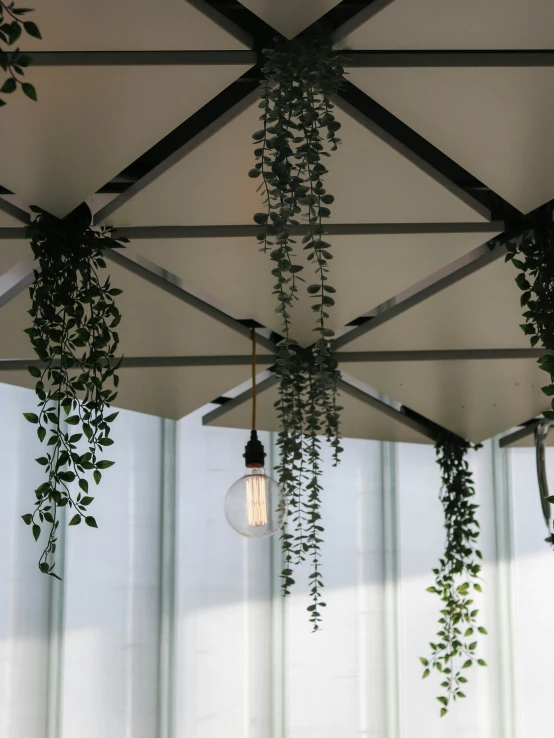 plants growing on the ceiling of an indoor event