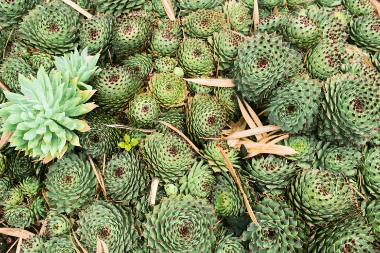 a bunch of green cactus plants on a field