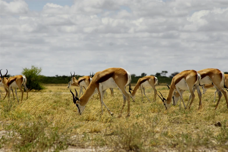 antelope grazing in the field on a sunny day