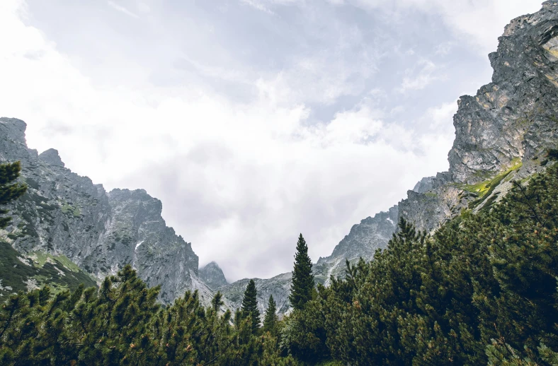 trees that are standing by some mountains and hills