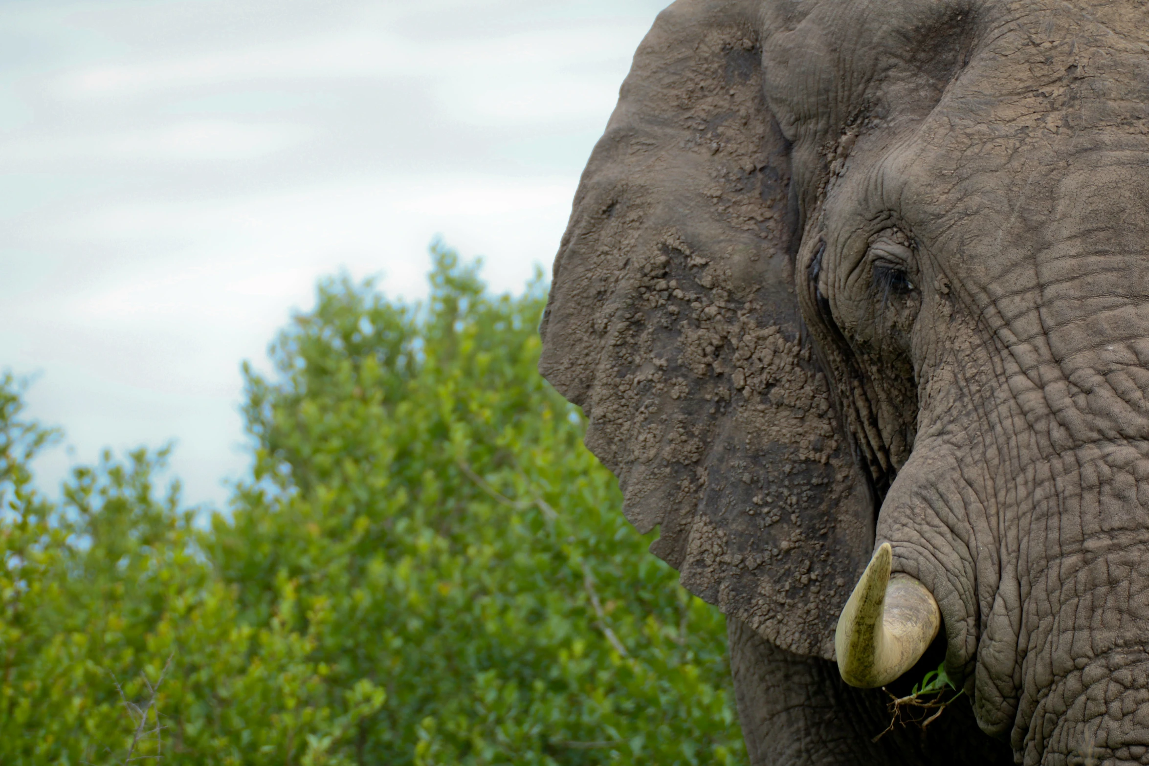 a large elephant standing in the grass with trees