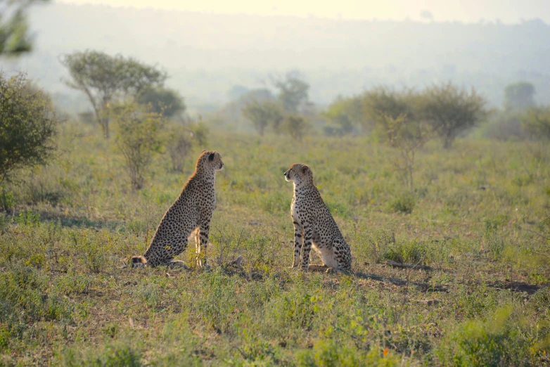 two cheetah sit and talk in the wild