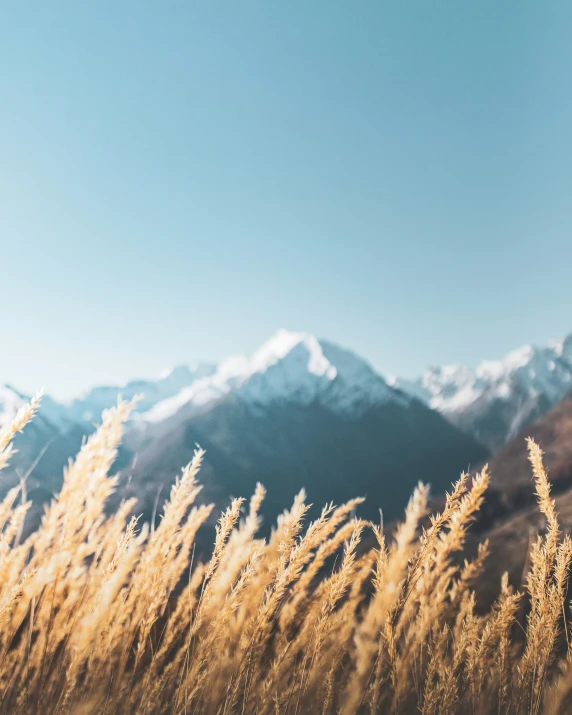 the grass is blowing in the wind near the mountains