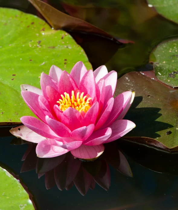 this is an image of a pink flower and water lily