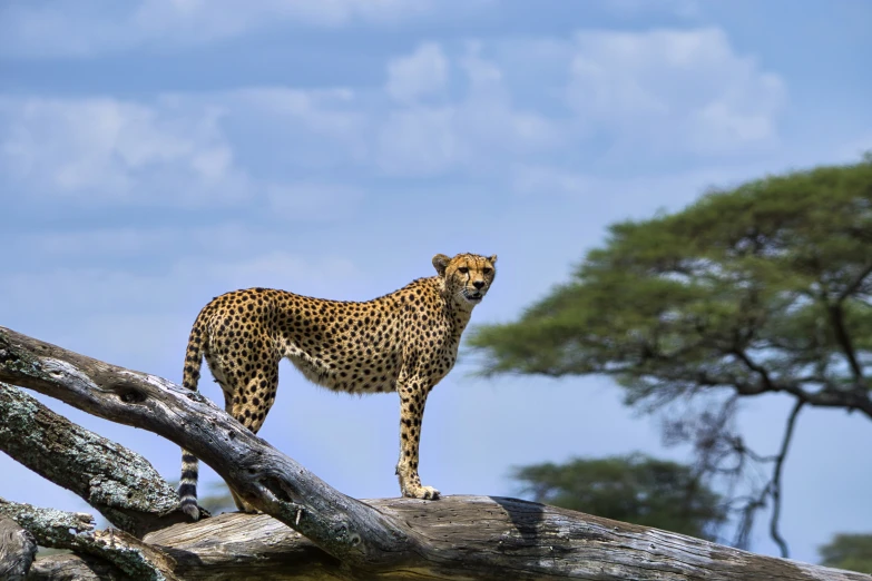 a lone cheetah on a tree limb