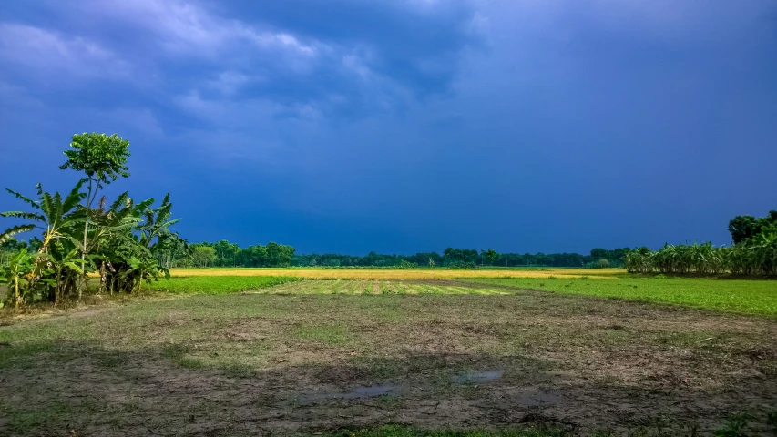 an open field with many plants growing on it