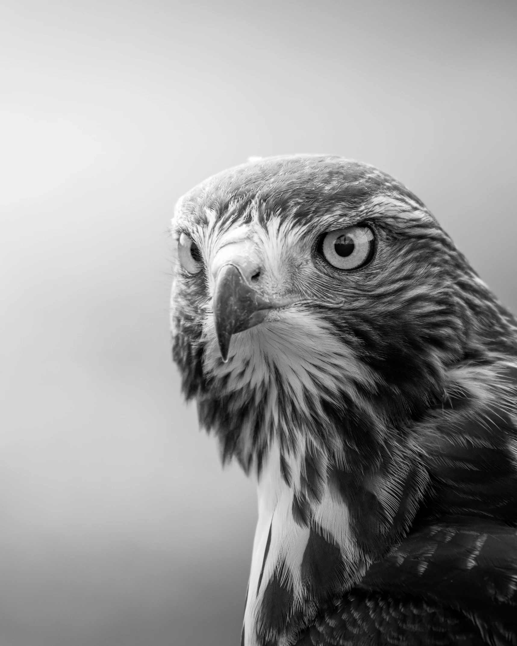 a black and white po of an eagle looking into the distance