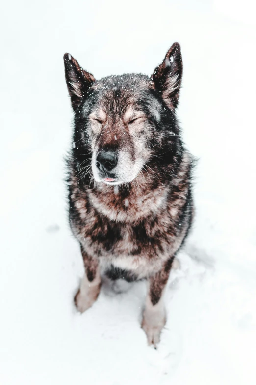 a dog with its eyes closed in the snow