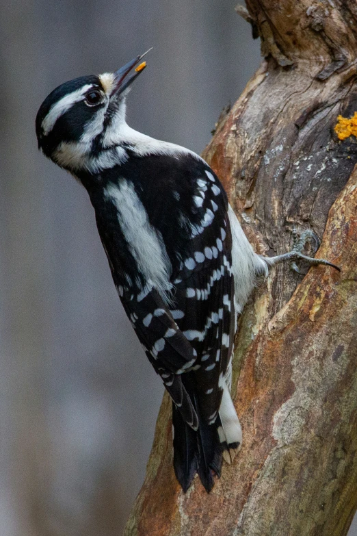 a black and white woodpecker is sitting on the tree