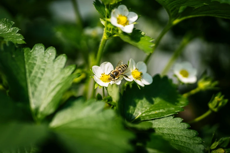 a bee sitting on top of a plant surrounded by green leaves