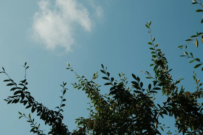 the view from behind of a tree and clouds