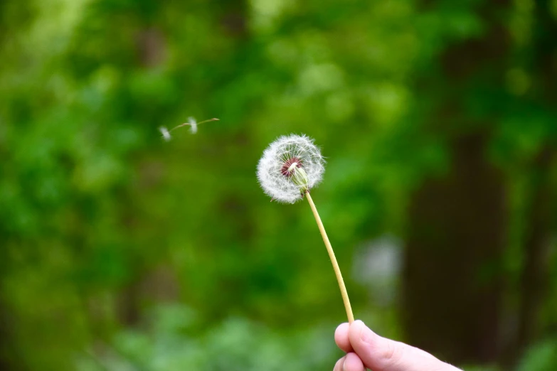 a person holds a small dandelion in their hand