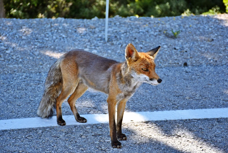 a fox is standing on a street curb looking at soing